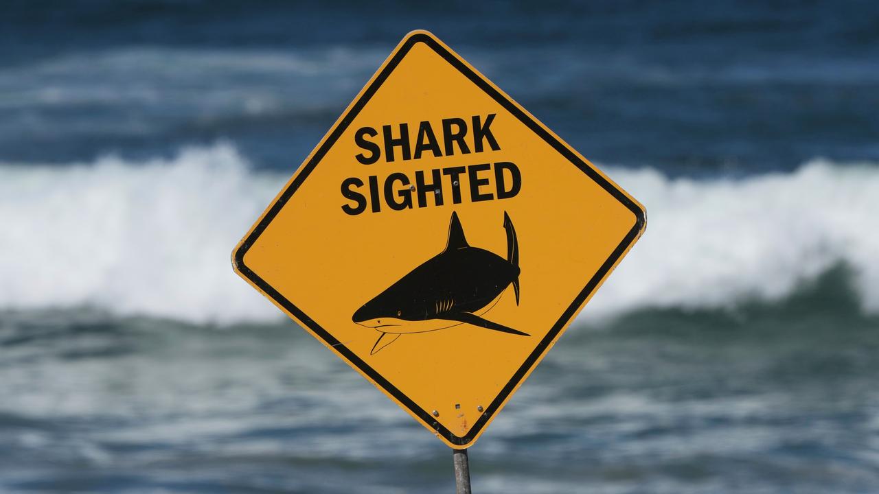 shark attack 