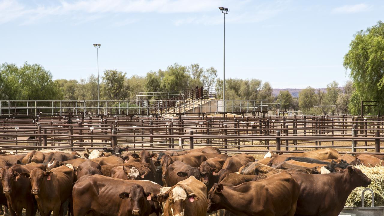 cattle