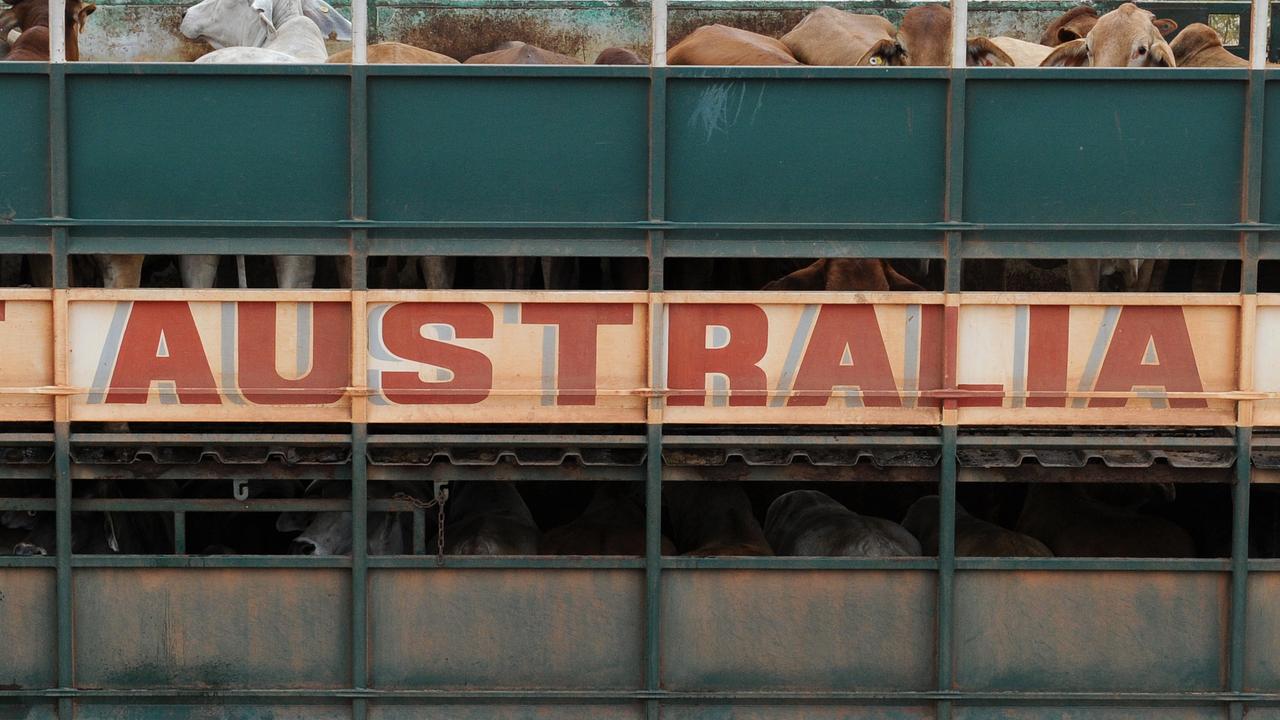 Export cattle on a truck at the Noonamah stockyards outside Darwin, NT
