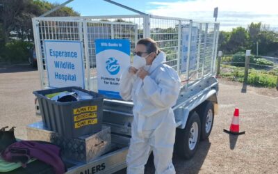 Agricultural sector braces for deadly bird flu threat