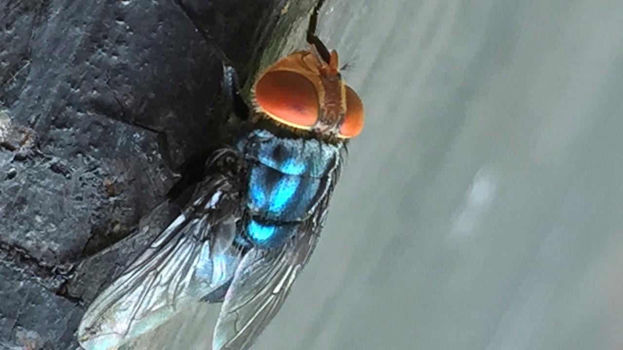 Screwworm fly