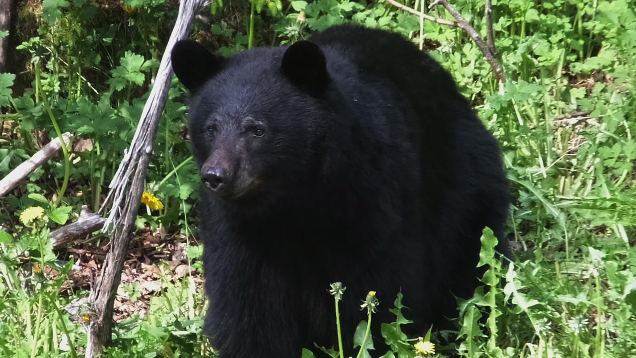 a black bear