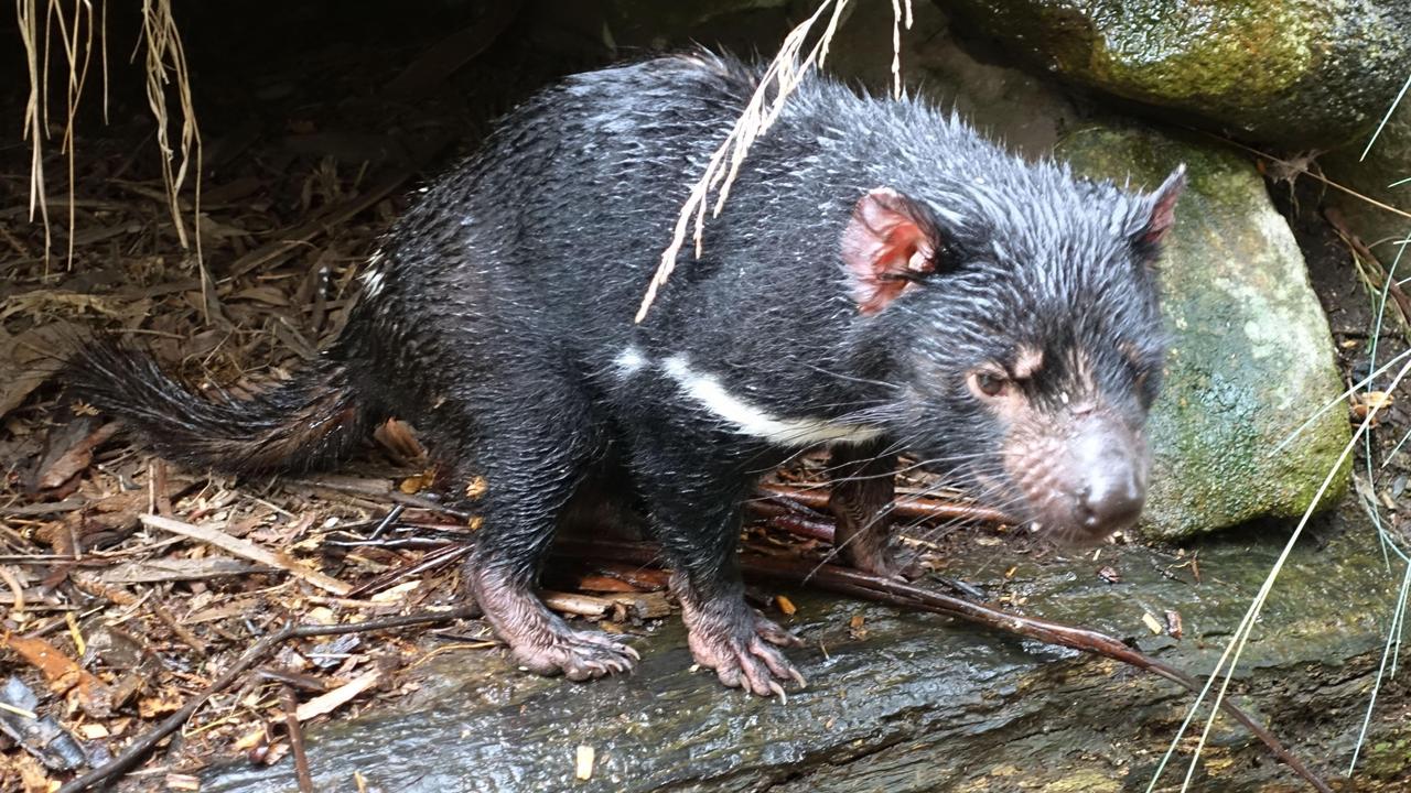 Tasmanian devil (file)