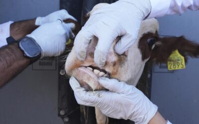 Second screwworm case as fears of US outbreak grow