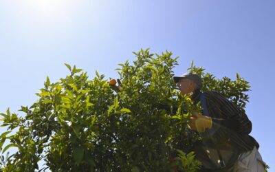 El Nino’s surprise sweet spot, while salad days slow