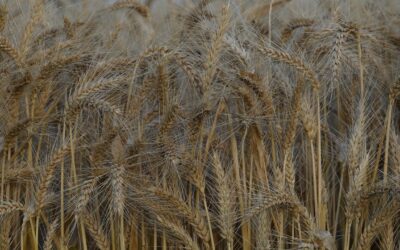 Warning ‘dire combination’ poses regional food crunch