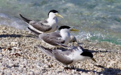 ‘Can’t stop it spreading’: more bird flu cases likely
