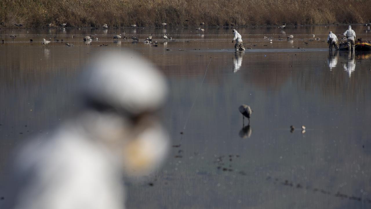 Bird Flu