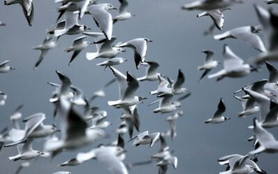 New Zealand reports first H5N1 bird flu case