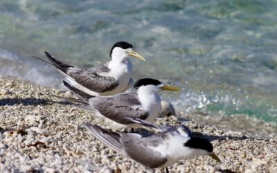 First inland bird flu case sparks ‘alarm bells’