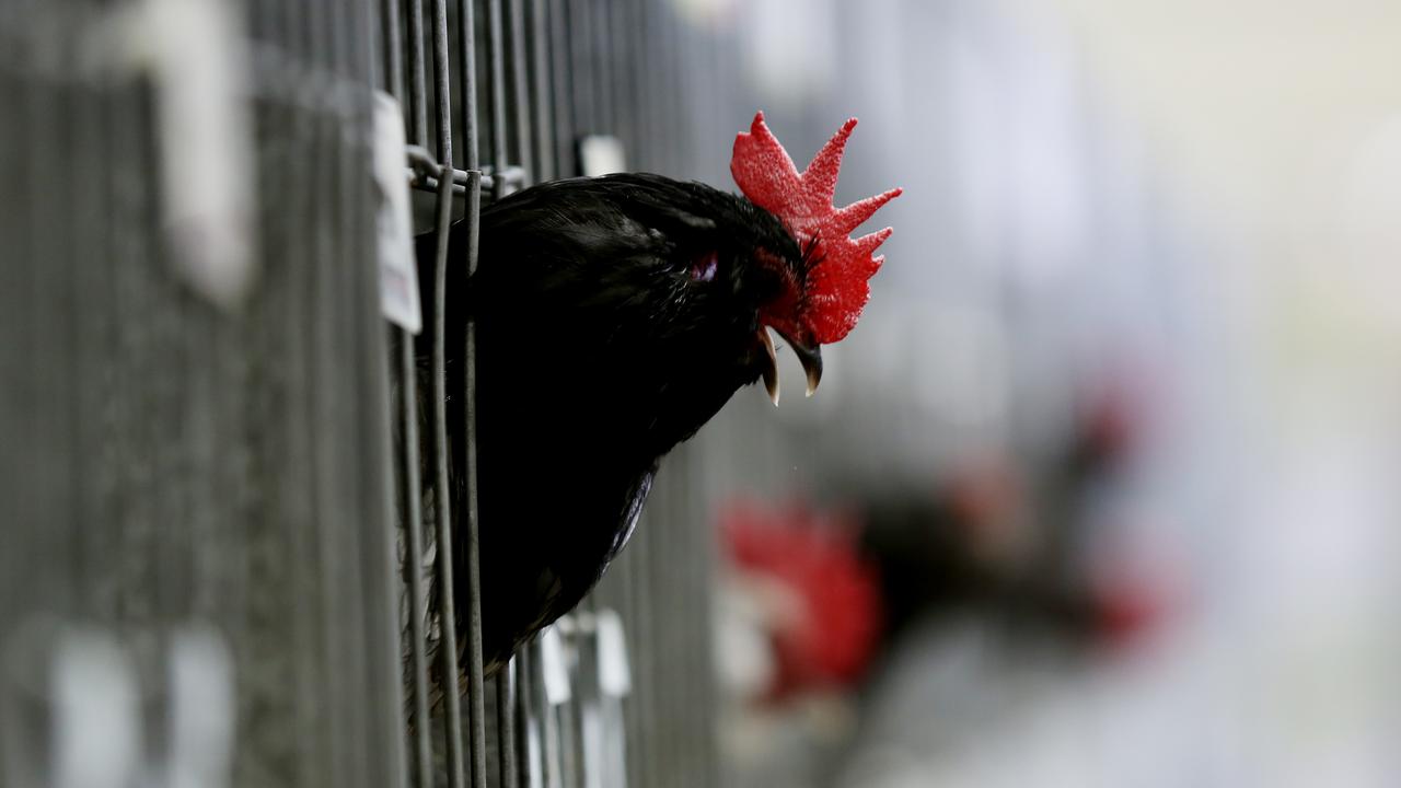 A chicken in a cage (file image_