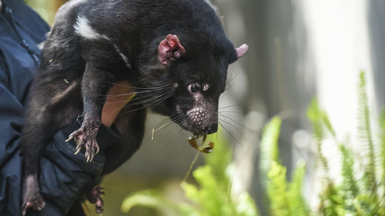 A Tasmanian devil