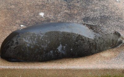 Seal death sparks more bird flu fears as cases mount
