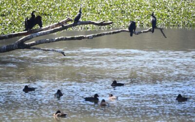 Flu vaccinations to be rolled out for endangered birds