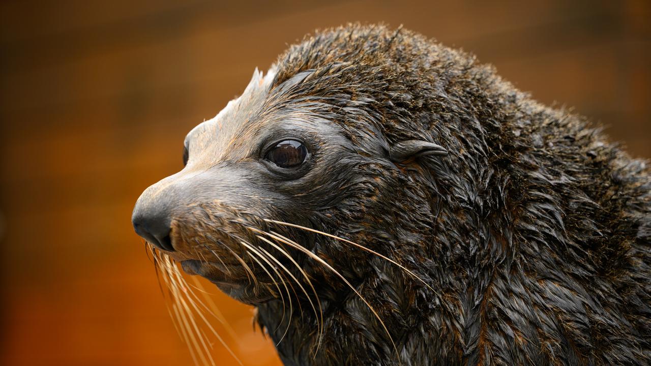 A fur seal (file image)
