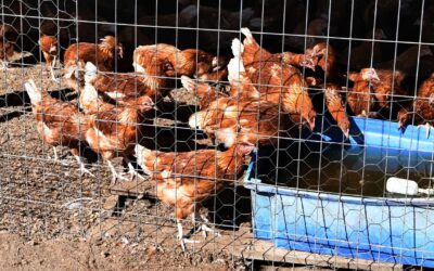 Poultry industry warned of devastating bird flu losses