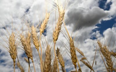 Global supply risks send world food prices soaring